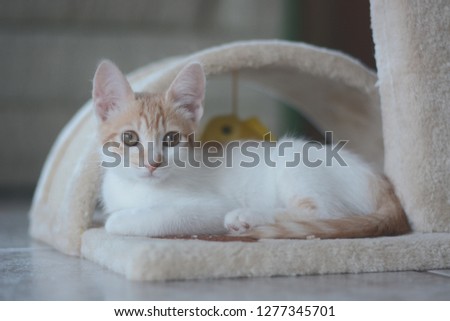 Cat Looking (Flat Profile/SLOG)