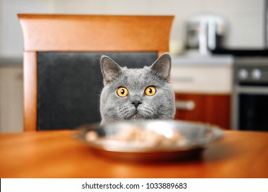 Funny Cat Food Images Stock Photos Vectors Shutterstock