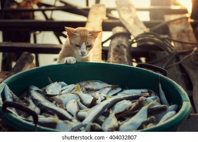 Cat looking fresh fish 