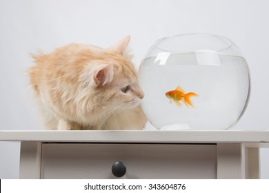 Poisson Chat Images Photos Et Images Vectorielles De Stock Shutterstock