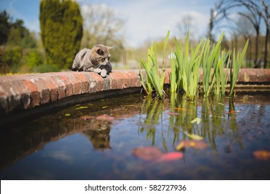 Cat Looking At Goldfish In Pond