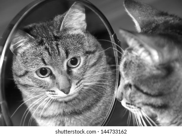 Chat Miroir Images Photos Et Images Vectorielles De Stock Shutterstock