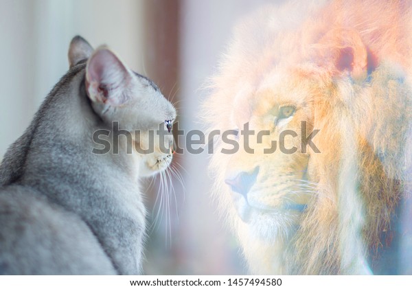 Cat looking at mirror and sees itself as a lion.\
Self esteem or desire\
concept.