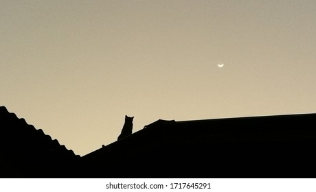 A Cat Looking At The Moon