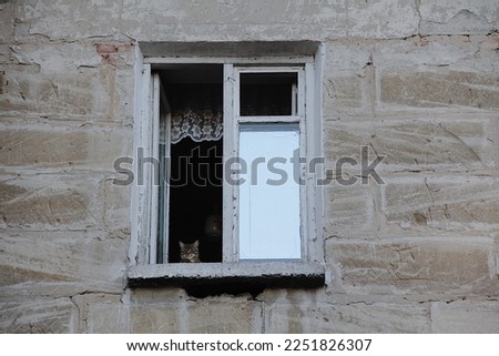 Similar – Image, Stock Photo Way of life only with cat