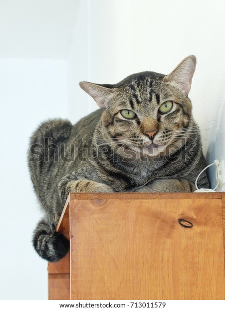 Cat Looking On Cabinet Cat Bad Stock Photo Edit Now 713011579