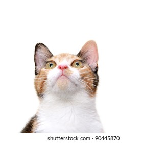 Cat looking up on white background