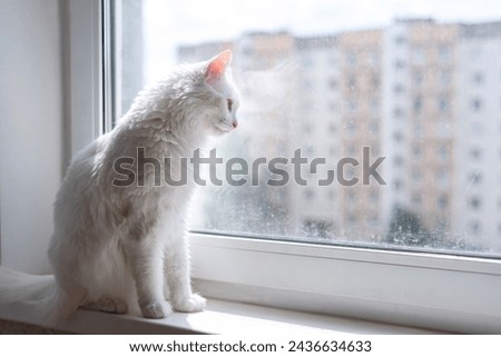 Cat looking out while resting on window sill. Dirty window on background. Cleaning concept. Copy space