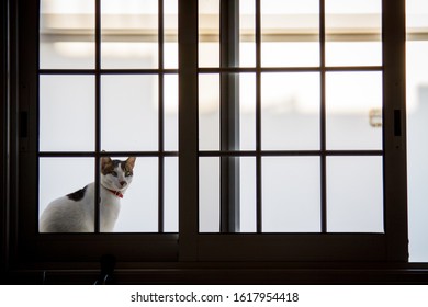 cat looking out the window