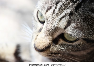 Cat looking out of a window