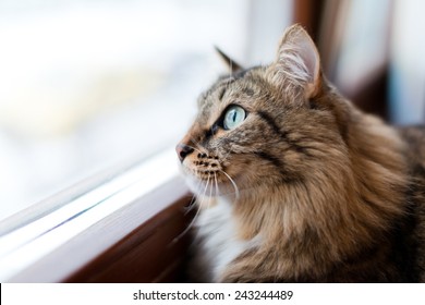 cat looking out the window 
