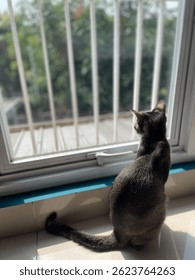 Cat looking out of a window