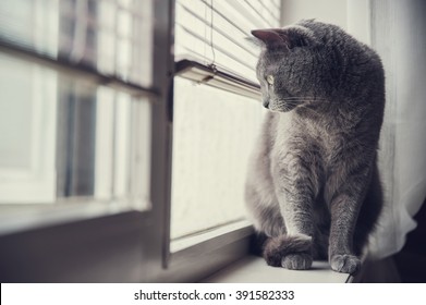 Cat Looking Out The Window