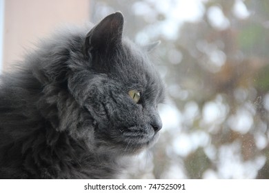 Cat looking out the window