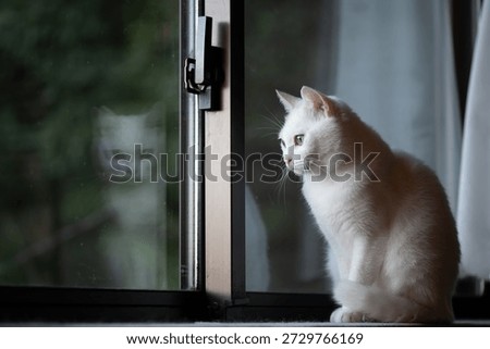 Cat looking out the window