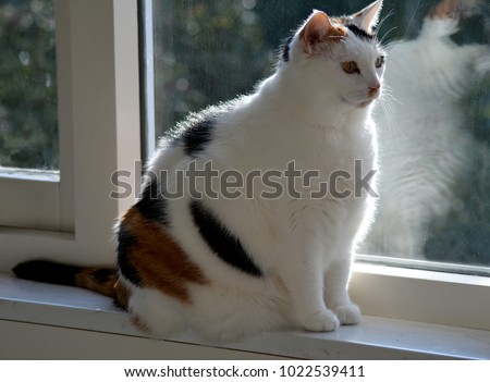 Cat, looking out the window Tortoiseshell and white cat. Lapjeskat. Stockfoto © 