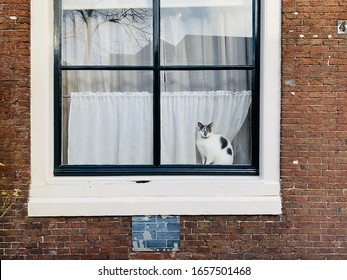 Cat is looking outside through window.