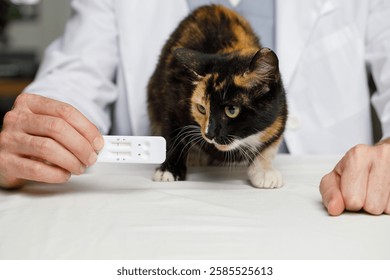 Cat looking at rapid test for detection of feline virus in male vet hand