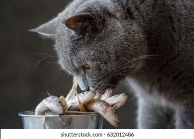 Cat Looking At Raw Fish