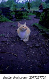 cat looking to the side