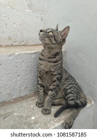 cat looking up side something on stairs
