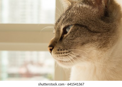 25 Cat perfil Images, Stock Photos & Vectors | Shutterstock