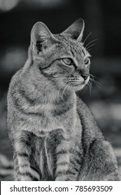 Cat is looking something , cat
