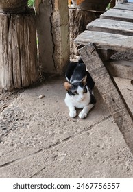 Un gato buscando algo