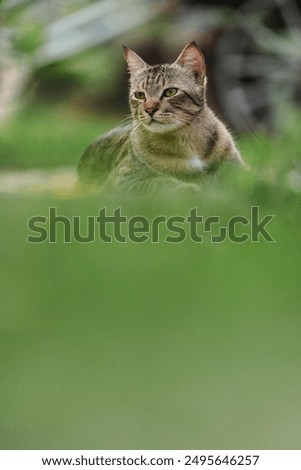 Similar – Foto Bild Grauer Kater auf Gartenweg