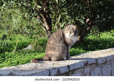 A cat looking with suspicion 