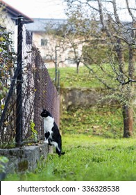 Cat Looking Through The Neighbours Fence.