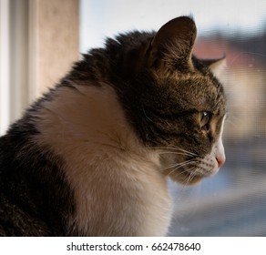 Cat Looking Through the Window