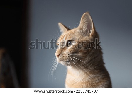 Cat looking at the window
