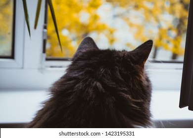 Cat Looking At The Window From Back Watching Birds ,nature Background.