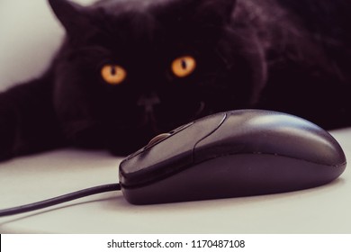 The cat looks at the computer mouse