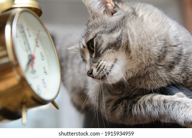 The Cat Looks At The Dial Of A Vintage Alarm Clock. The Concept Is To Wake Up On Time