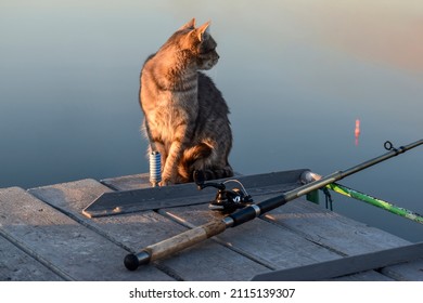 A cat looks at a fishing rod float in the evening sunlight