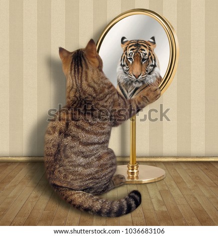 The cat looks at his reflection in the mirror. It sees a tiger there.
