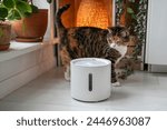 Cat looks with interest at automatic water fountain. Modern smart drinker for pets. Drinking fountain with replaceable filter, water quantity indicator, filter replacement. Prevention of urolithiasis.