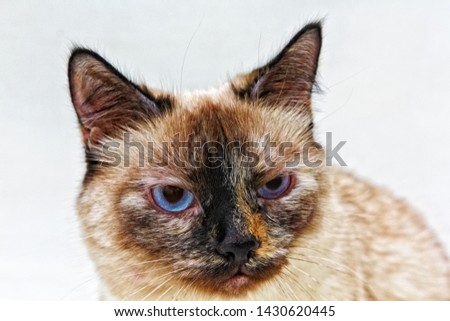 Cat looks like grumpy cat siamese, colorpoint with big blue eyes and emotional face on white background