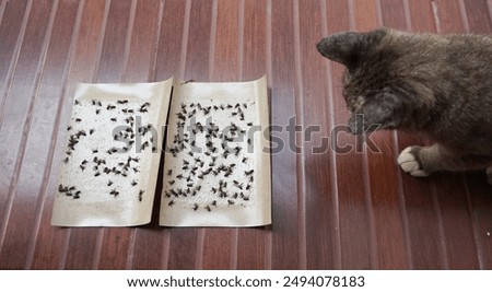 Cat looks the many flies caught and dead on sticky fly paper trap