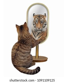 3,025 Cat reflection tiger Images, Stock Photos & Vectors | Shutterstock