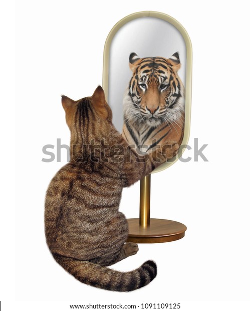 Le Chat Regarde Dans Le Miroir Photo De Stock Modifier Maintenant