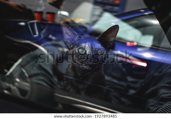 the cat looks\
out from behind the car\
window