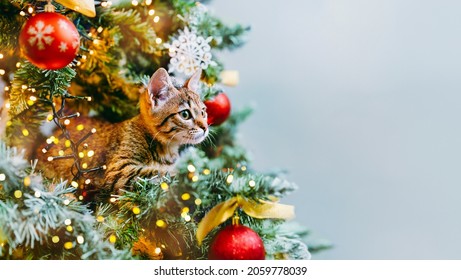 The cat looks out from the branches of a beautifully decorated Christmas tree with red glass balls and garlands of lights. Copy space