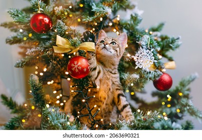 The cat looks out from the branches of a decorated Christmas tree - Powered by Shutterstock