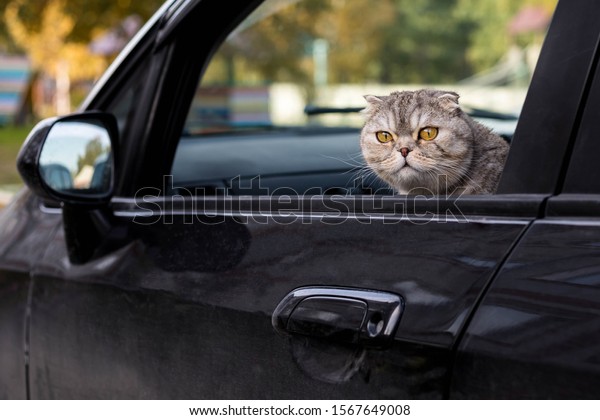 Cat\
looks out of the car window. Traveling with a\
pet