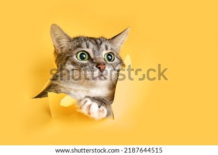 The cat looks out of a hole in the studio yellow background. Pet peeps through torn paper background, copy space