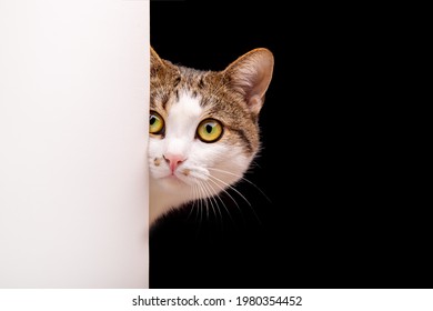 Cat looks out, cat on white background peeks around the corner