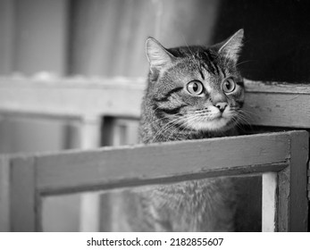 12,780 Black cat looking out window Images, Stock Photos & Vectors ...